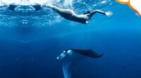 Nusa Penida Snorkeling