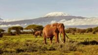 Amboseli National Park, Kenya – Taman yang terkenal dengan pemandangan Kilimanjaro dan gajah besar Amboseli National Park, Kenya – Taman yang terkenal dengan pemandangan Kilimanjaro dan gajah besar