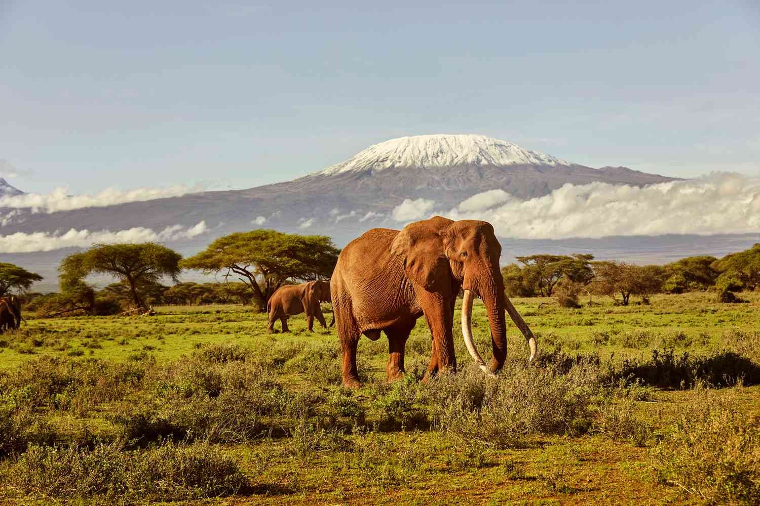 Amboseli National Park, Kenya – Taman yang terkenal dengan pemandangan Kilimanjaro dan gajah besar