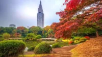 Shinjuku Gyoen, Taman Teduh Tokyo di Tengah Kepungan Gedung Pencakar Langit