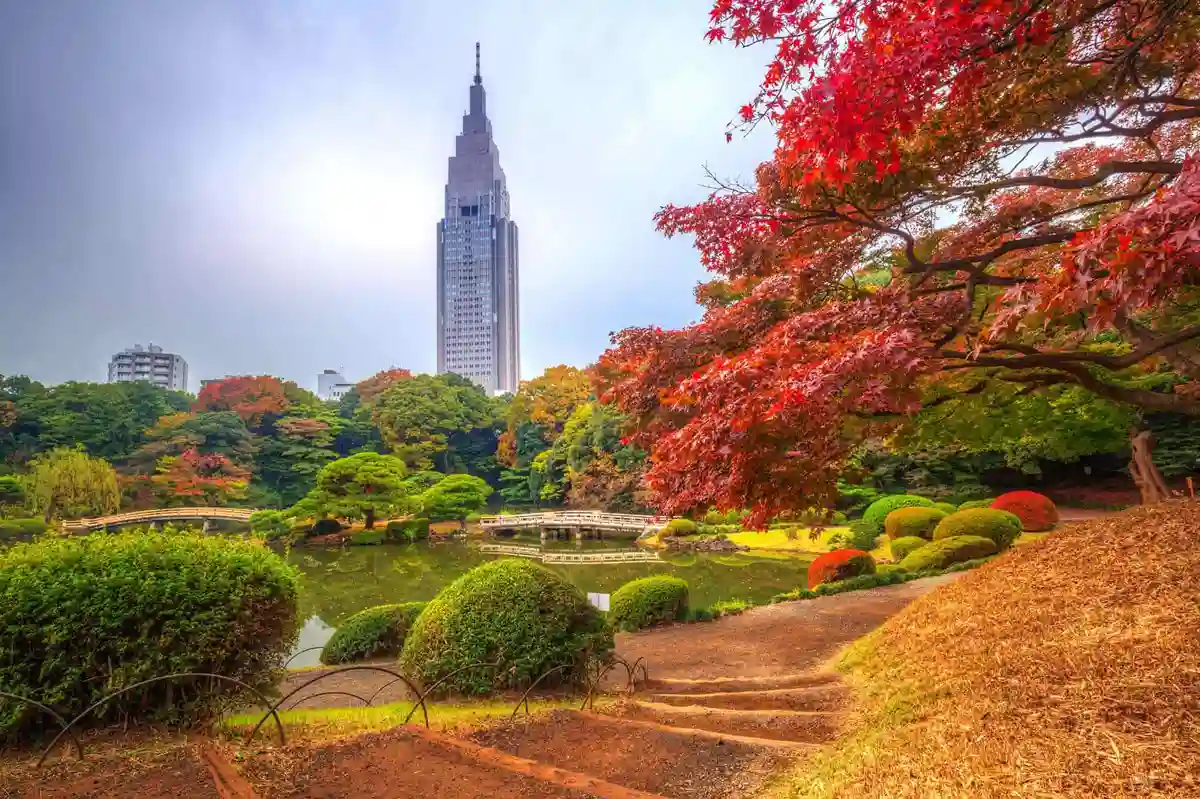 Shinjuku Gyoen, Taman Teduh Tokyo di Tengah Kepungan Gedung Pencakar Langit