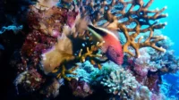 Laut Merah di Aqaba, Pesona Karang di Ujung Selatan Yordania_11zon Laut Merah di Aqaba, Pesona Karang di Ujung Selatan Yordania